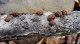 Hypoxylon fragiforme image
