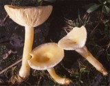 Lactarius scoticus image