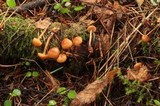 Galerina stylifera image