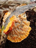 Phlebia radiata image