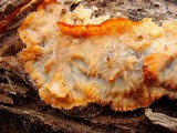 Phlebia radiata image