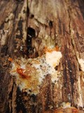 Phlebia radiata image