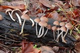 Psathyrella delineata image