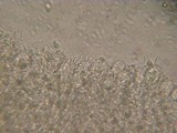 Mycena metata image