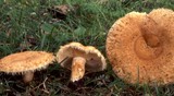Lactarius mairei image