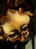 Lepista flaccida image
