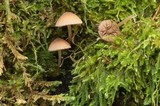 Psathyrella senex image
