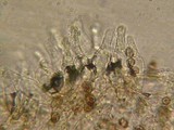 Psathyrella senex image