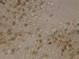 Psathyrella senex image