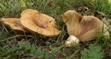 Lactarius zonarius image