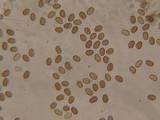 Psathyrella senex image