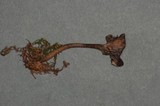 Image of Hydropus atramentosus