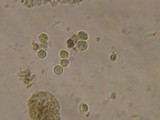 Hydropus atramentosus image