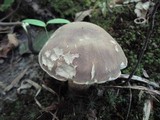 Boletus variipes image