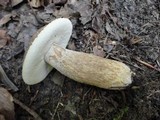 Boletus variipes image