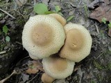 Pholiota angustipes image