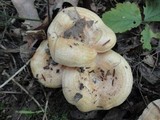 Lactarius psammicola f. glaber image
