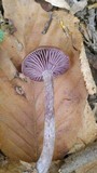 Neohygrophorus cokeri image
