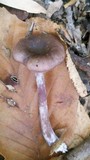 Neohygrophorus cokeri image