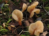 Spathularia neesii image