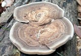 Trametes cubensis image