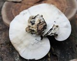 Trametes cubensis image