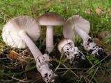 Amanita constricta image