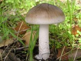Amanita constricta image