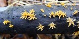 Calocera cornea image