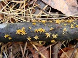 Calocera cornea image