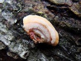Steccherinum ochraceum image