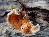 Steccherinum ochraceum image