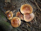 Tricholoma fulvum image