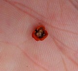 Peniophora rufa image