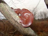Auricularia americana image