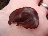 Auricularia americana image