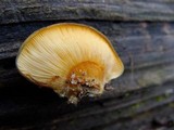 Sarcomyxa serotina image
