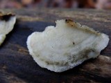 Gloeoporus dichrous image
