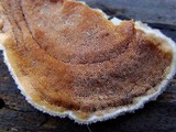 Gloeoporus dichrous image