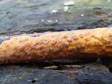 Peniophora aurantiaca image