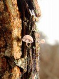 Mycena corticola image