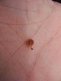 Mycena corticola image