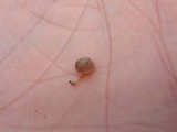 Mycena corticola image