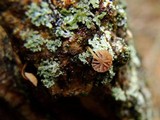Mycena corticola image
