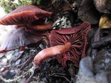 Tubaria punicea image