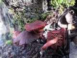 Tubaria punicea image