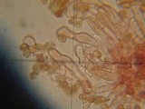 Tubaria punicea image