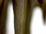 Cystoderma amianthinum image