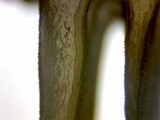 Cystoderma amianthinum image