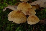 Cystoderma amianthinum image